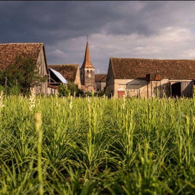 Gala „Hoghilag – Tărâmul Tuberozelor”, 9–10 august 2025: două zile de tradiție, cultură și parfum de vară