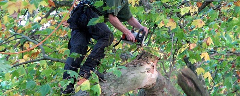 Toaletarea arborilor și arbuștilor de pe domeniul public